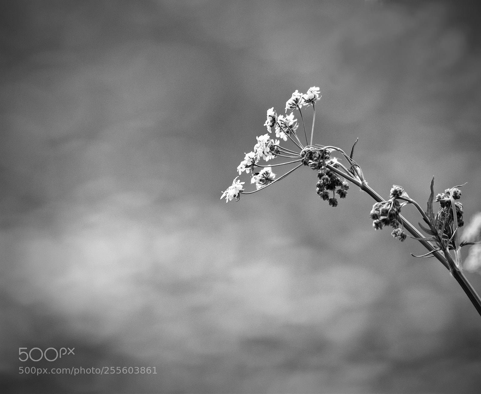 Nikon D800 sample photo. Colourless spring photography