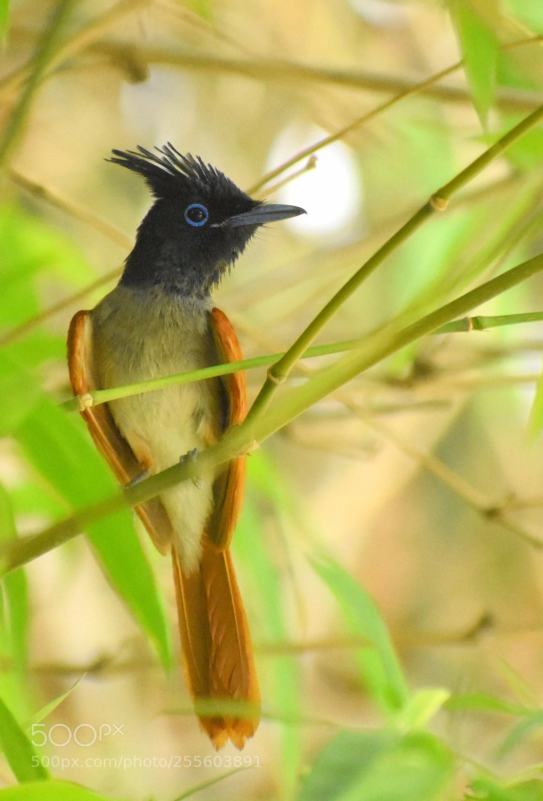 Nikon D7200 sample photo. Paradise flycatcher photography
