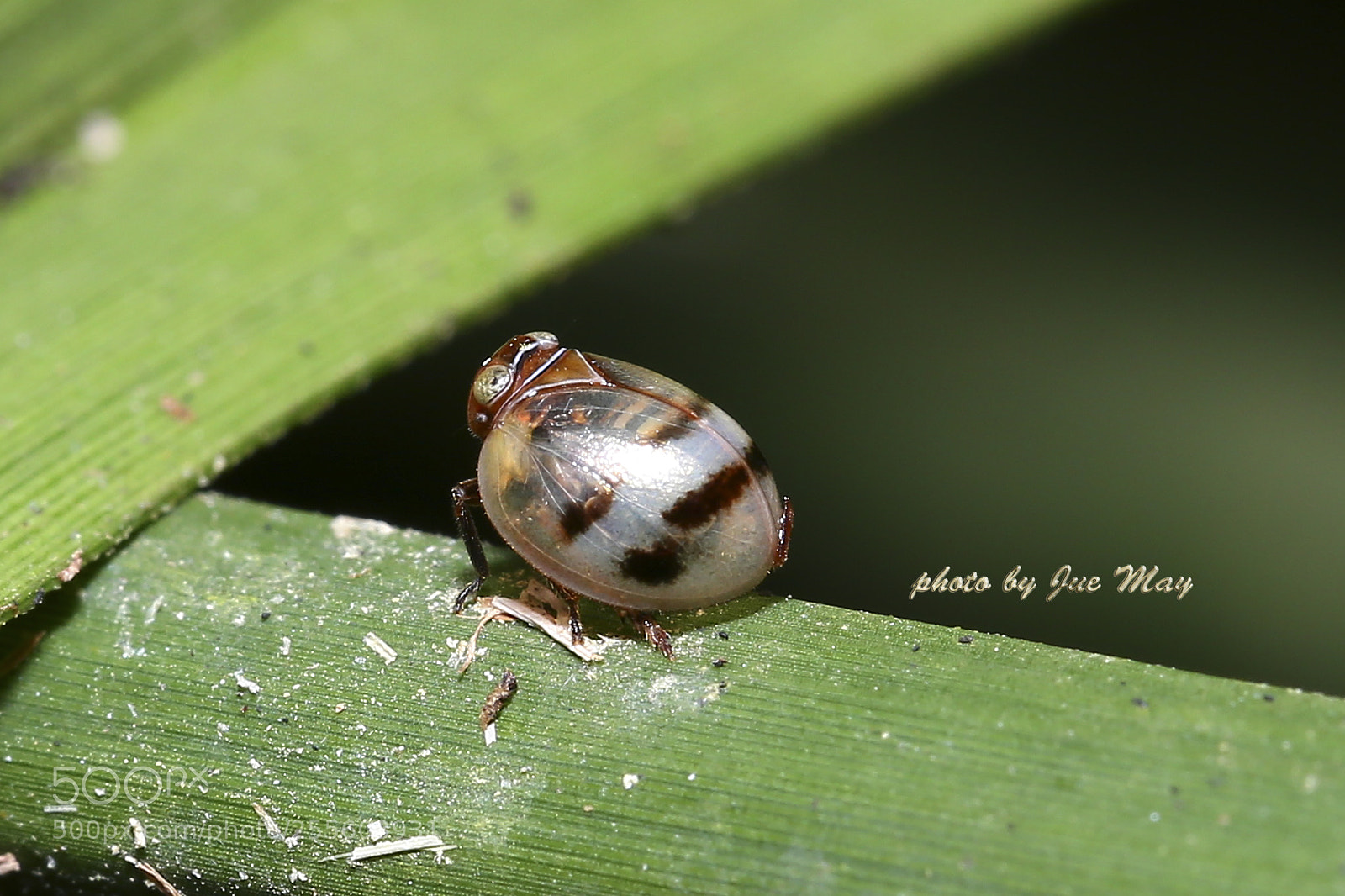 Canon EOS 6D sample photo. 圓形瓢蠟蟬 photography