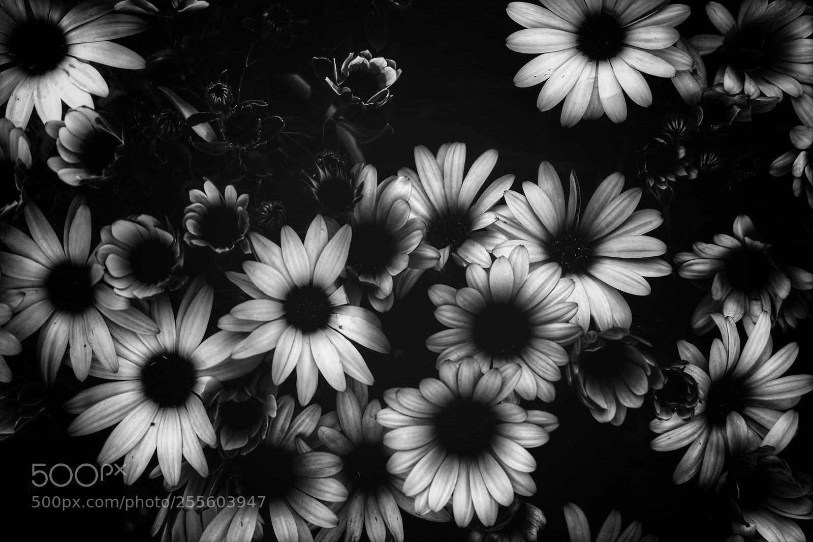 Fujifilm X-T1 sample photo. Untitled photography