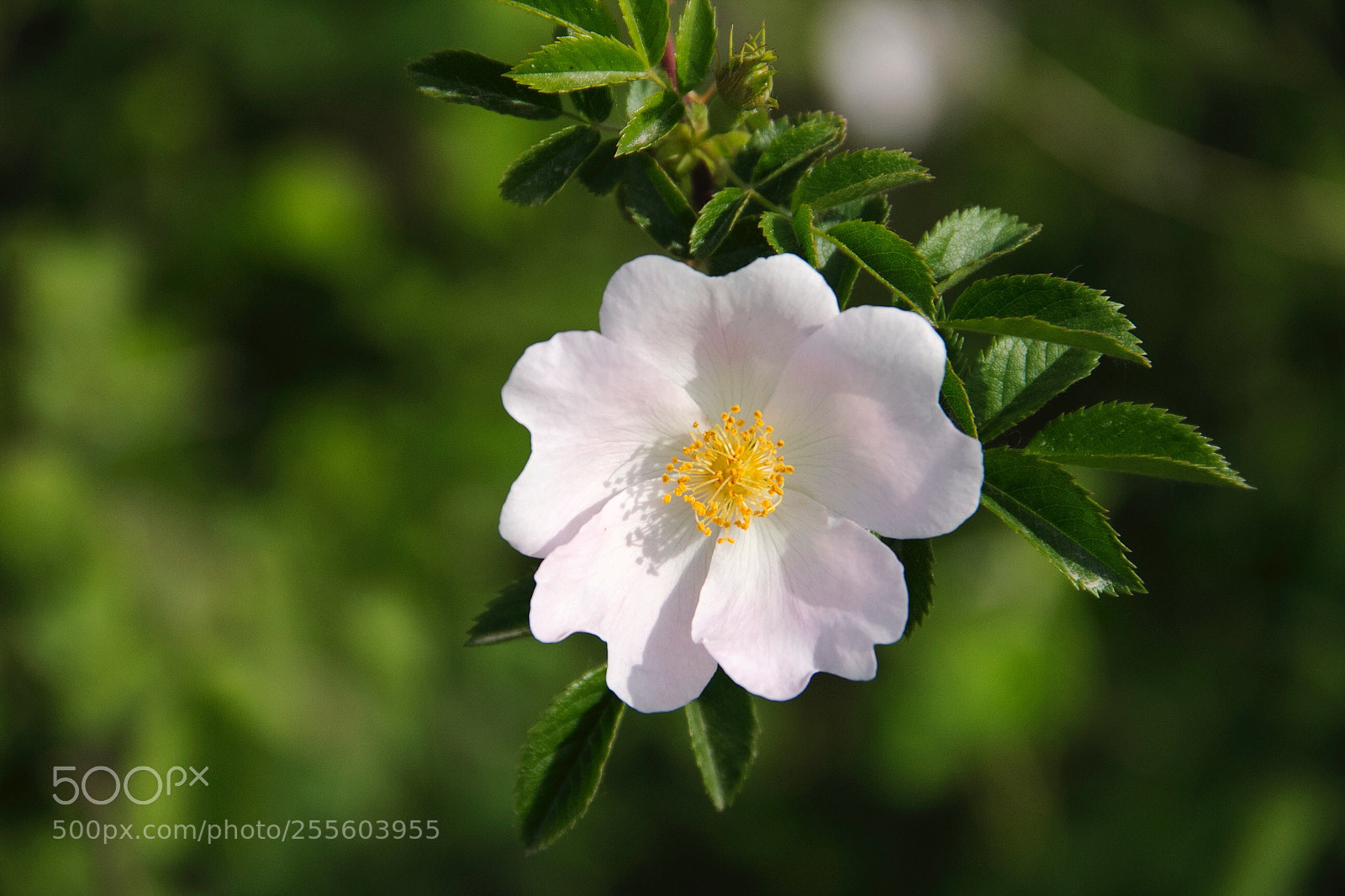Canon EOS 60D sample photo. Untitled photography