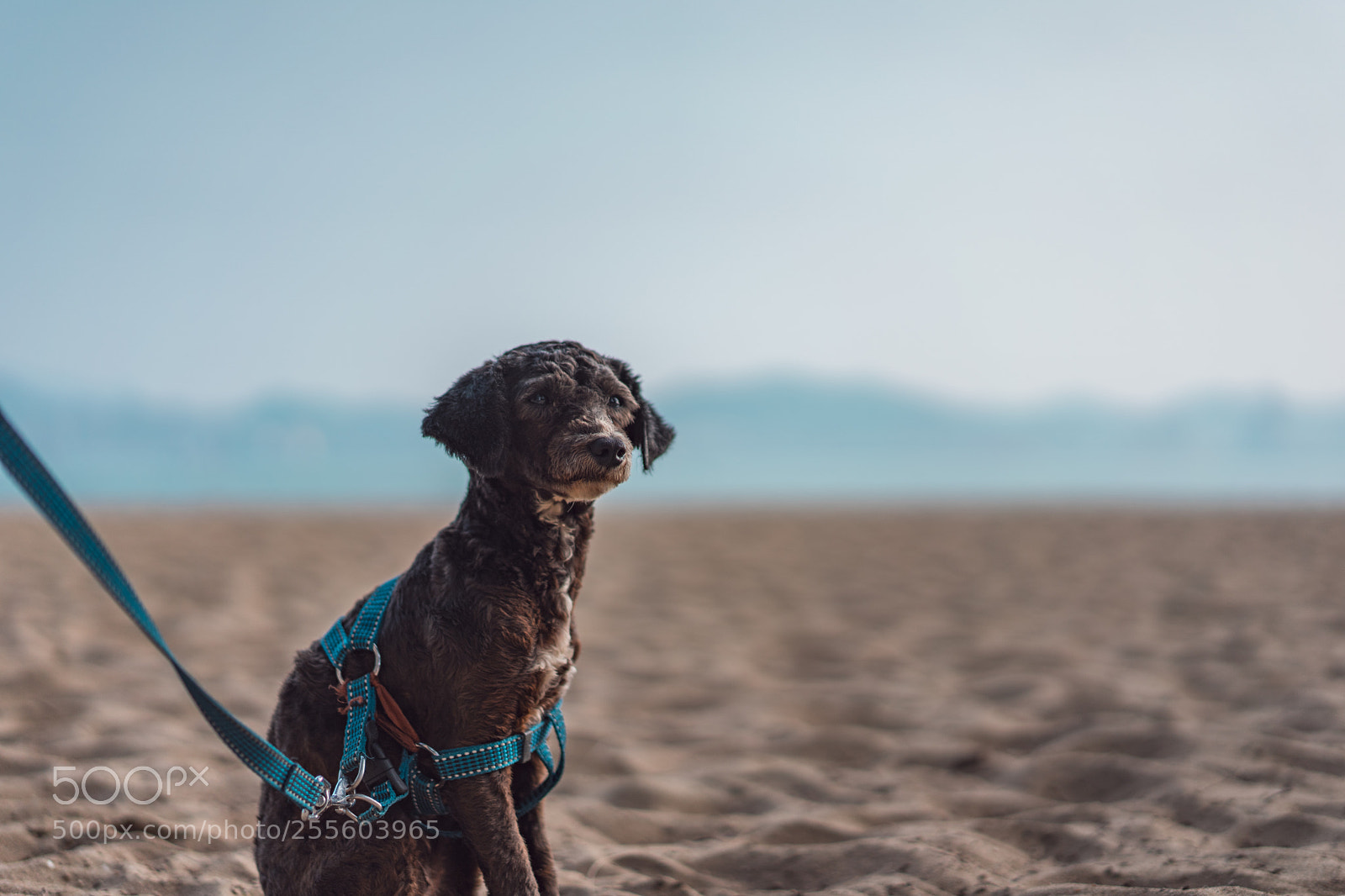 Sony a7 II sample photo. Dsc photography