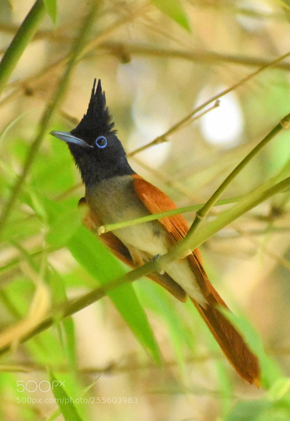Nikon D7200 sample photo. Paradise flycatcher photography