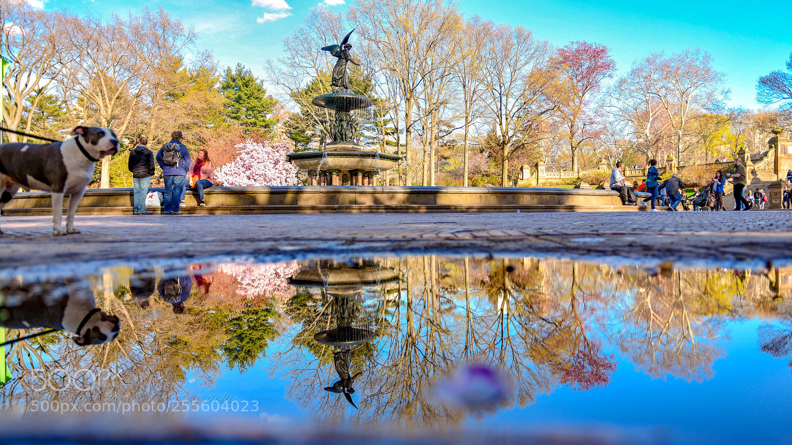 Nikon D850 sample photo. Bethesda fountain, central park photography
