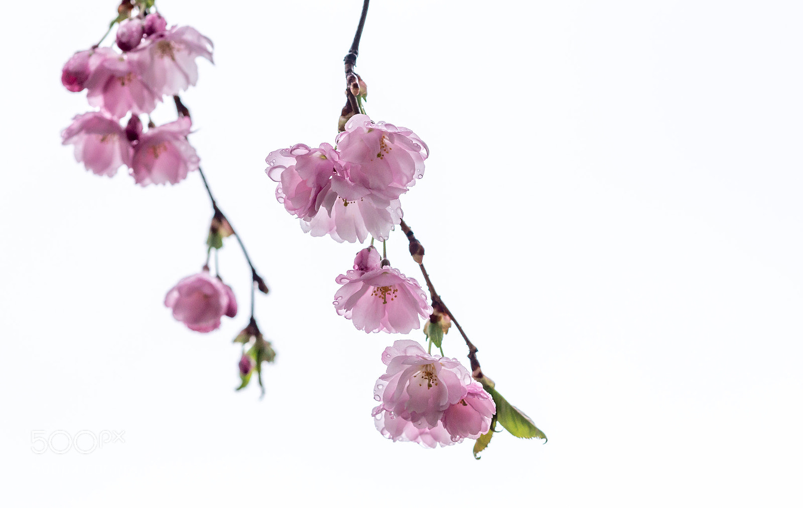 Canon EOS 6D sample photo. Blossom photography