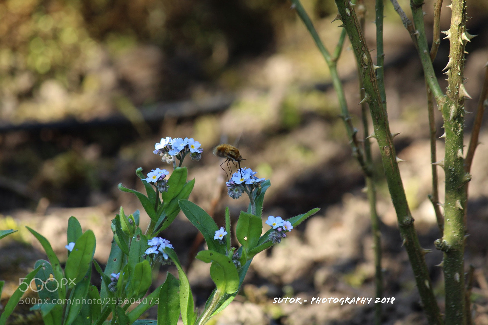 Canon EOS 1200D (EOS Rebel T5 / EOS Kiss X70 / EOS Hi) sample photo. Bees and flowers photography