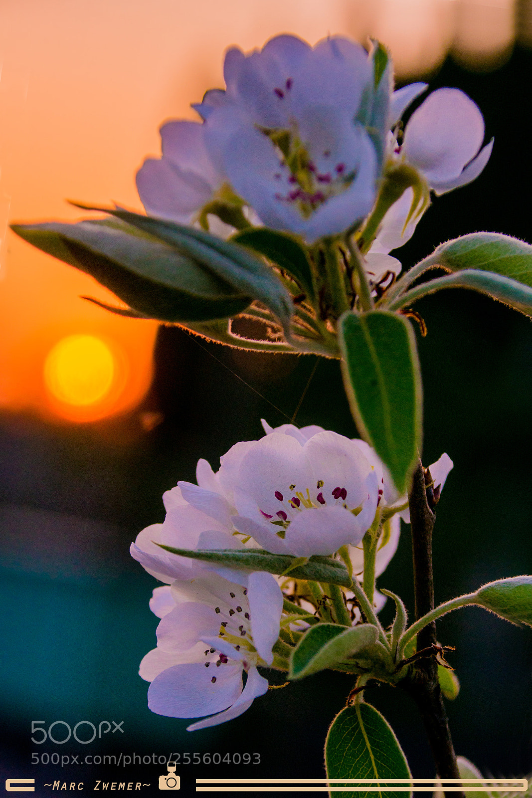 Sony ILCA-77M2 sample photo. Pear blossom in sunset 1 photography