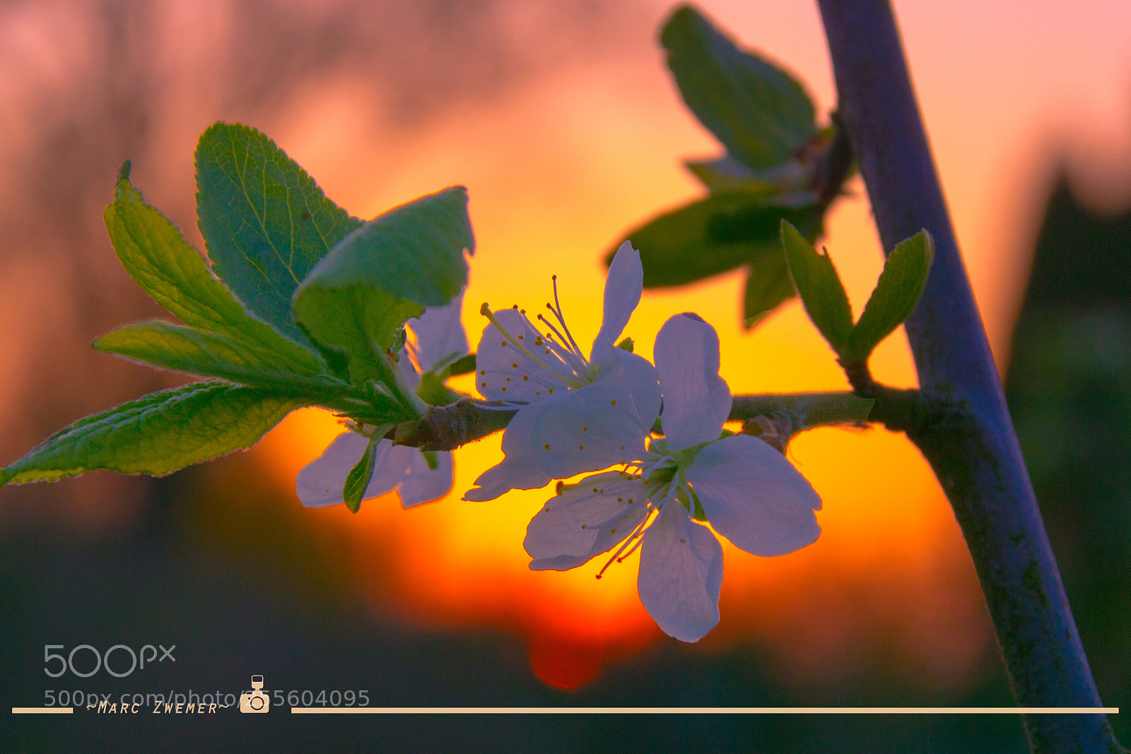Sony ILCA-77M2 sample photo. Pear blossom in sunset 2 photography