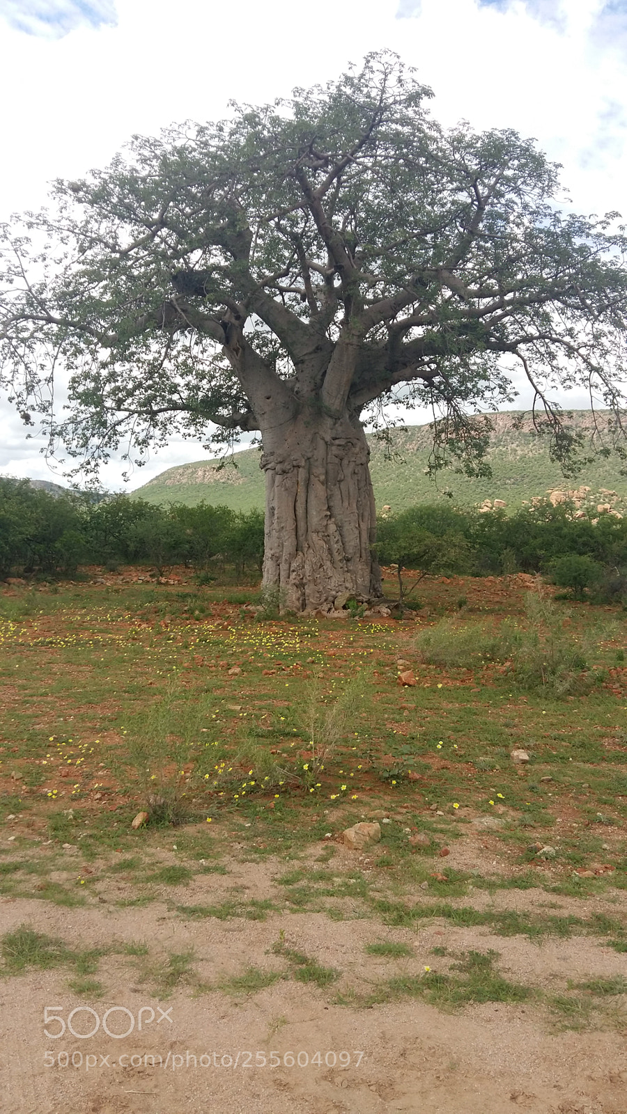 Samsung Galaxy A5 sample photo. Tree photography