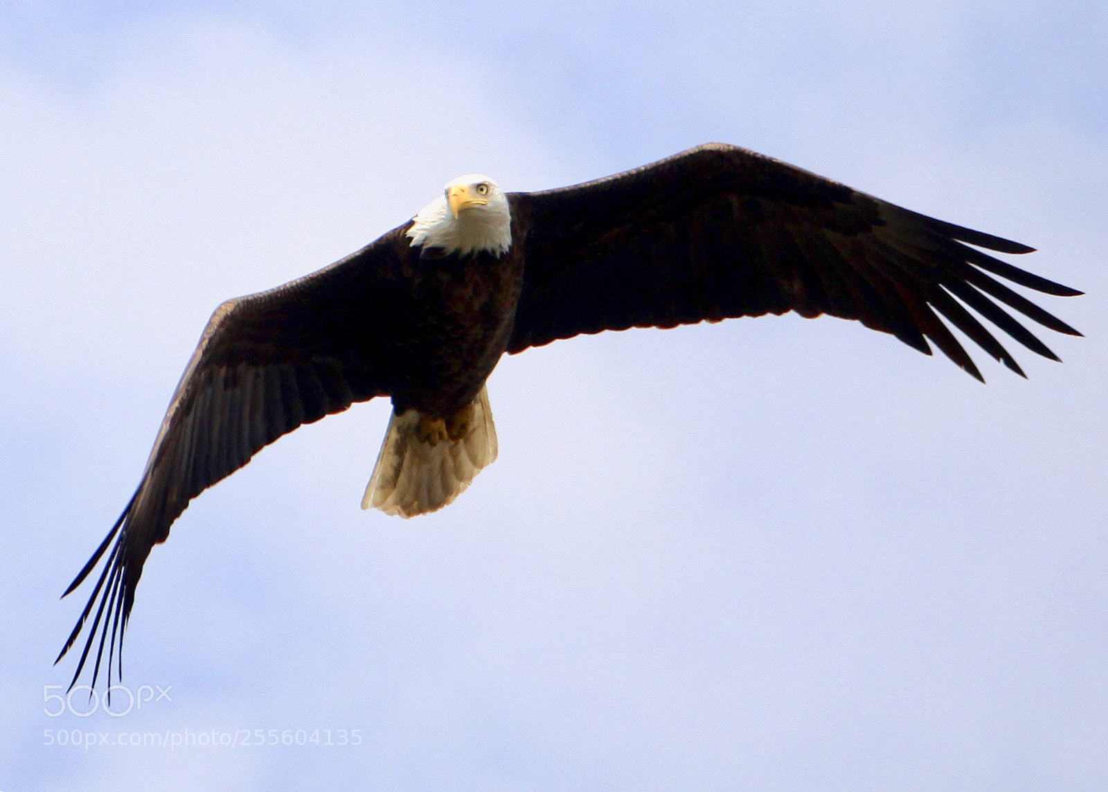 Canon EOS 50D sample photo. Bald  eagle photography
