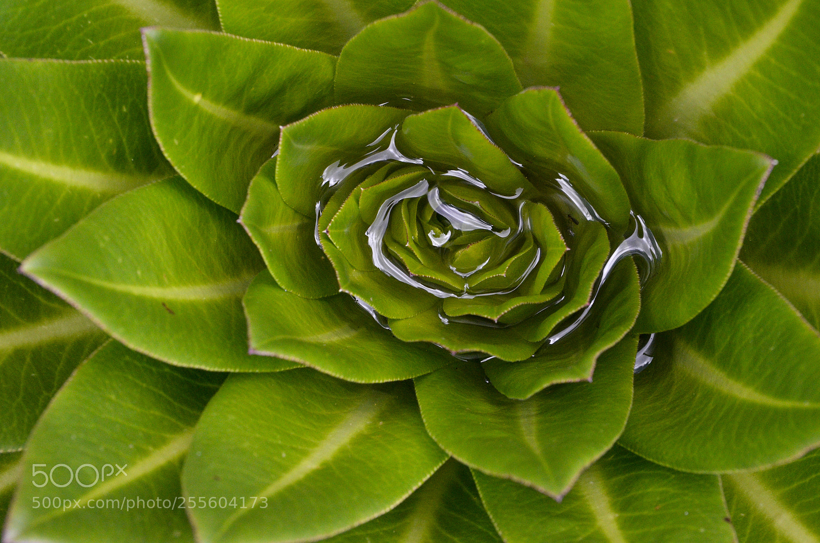 Nikon D7000 sample photo. Lobelia photography
