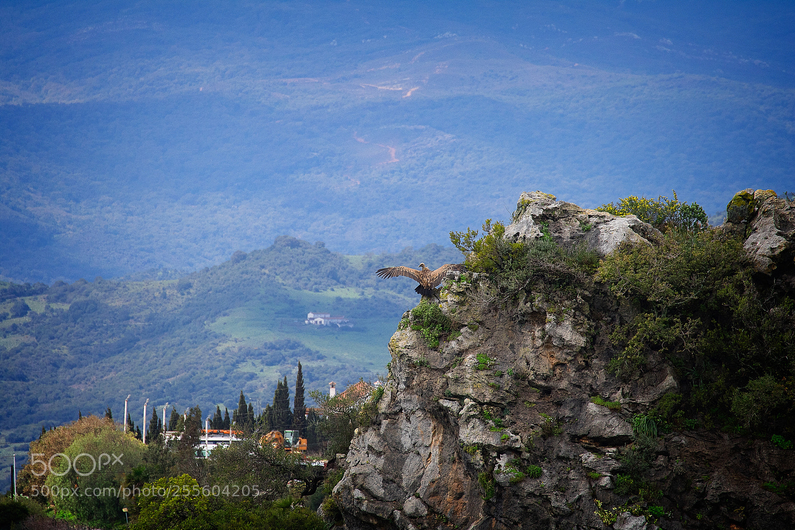 Canon EOS 760D (EOS Rebel T6s / EOS 8000D) sample photo. Griffon vulture over casares photography
