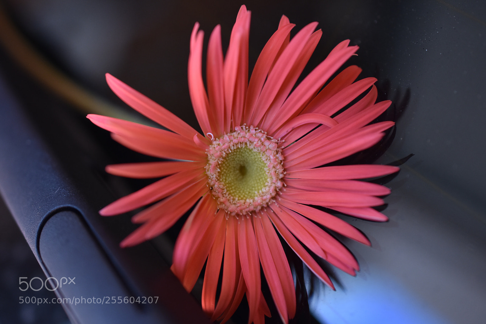 Nikon D3400 sample photo. A floral note on photography
