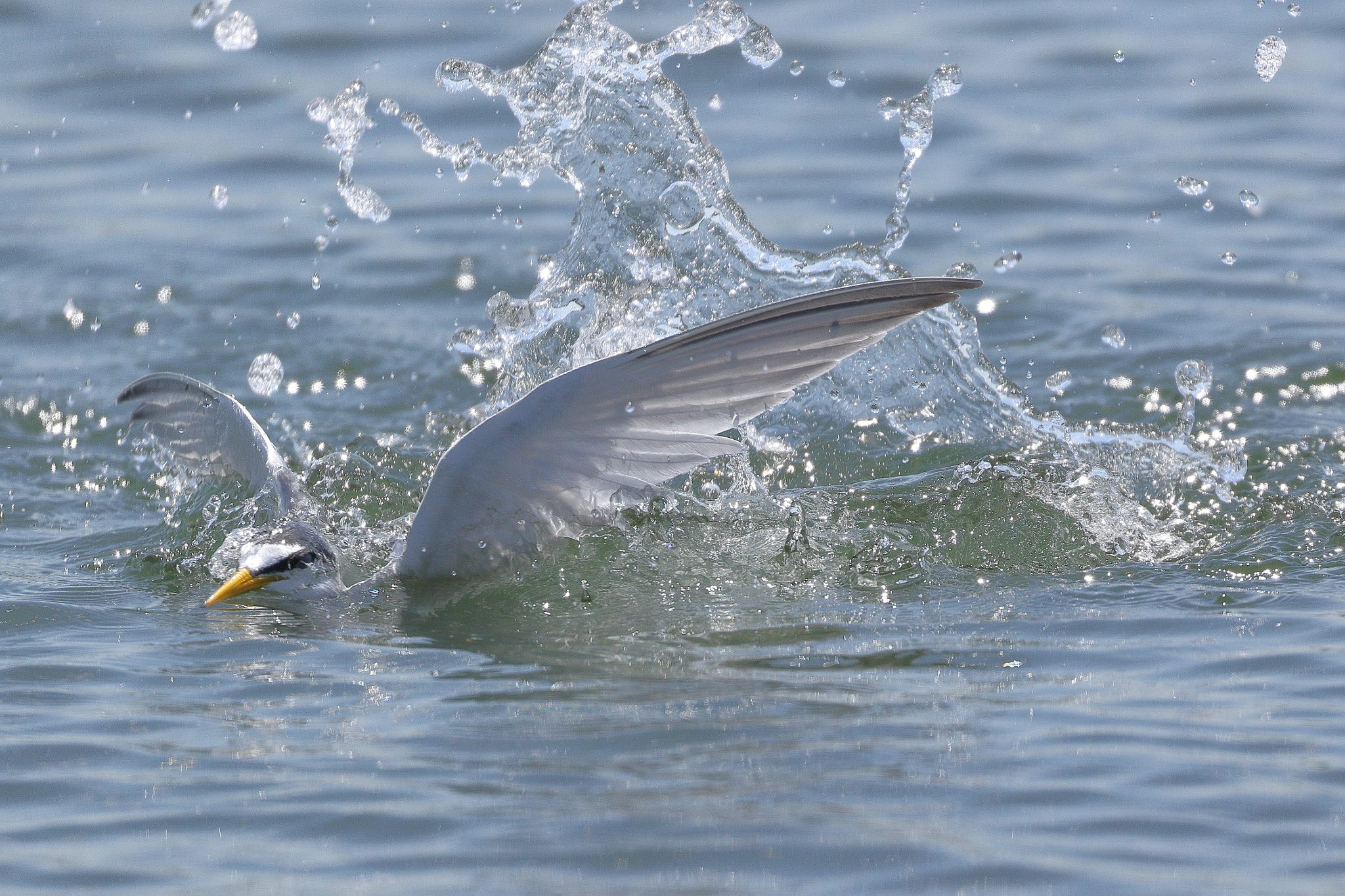 Canon EOS 7D Mark II sample photo. Littletern コアジサシ 7i2a8476 photography