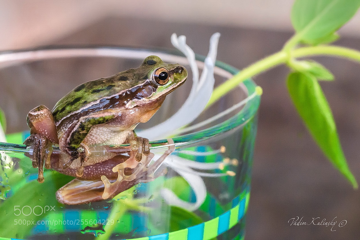 Nikon D610 sample photo. 001.jpg photography