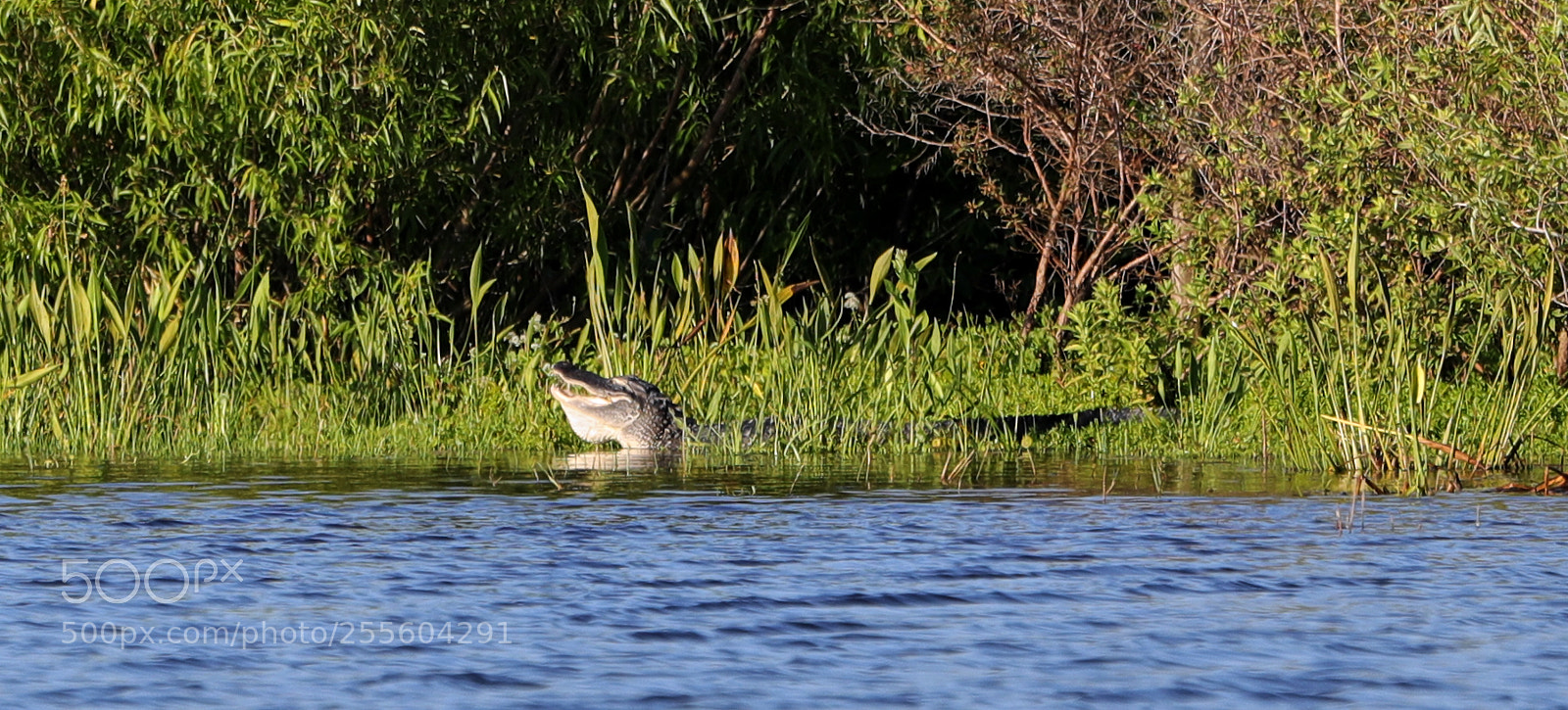 Canon EOS-1D X Mark II sample photo. 04-28-18-0015076.jpg photography