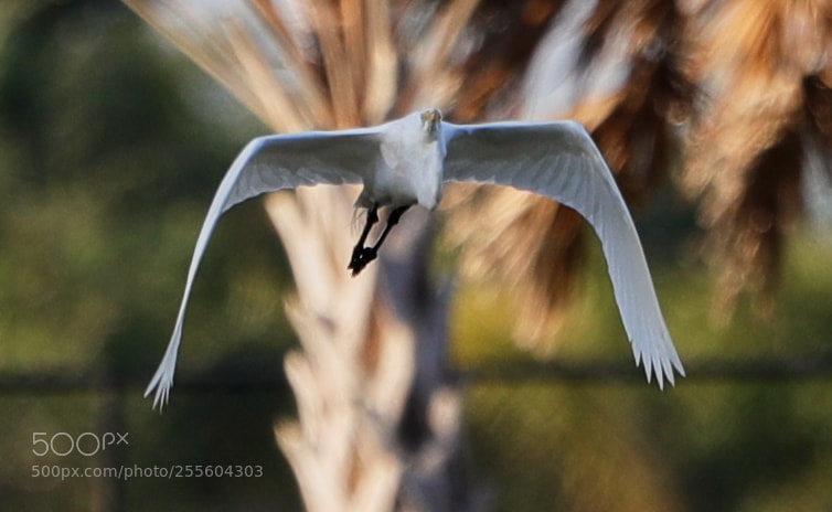 Canon EOS-1D X Mark II sample photo. 04-28-18-0015071.jpg photography