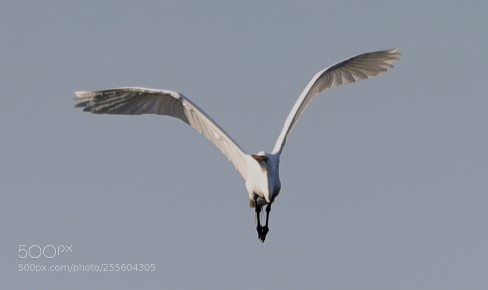 Canon EOS-1D X Mark II sample photo. 04-28-18-0015070 1.jpg photography
