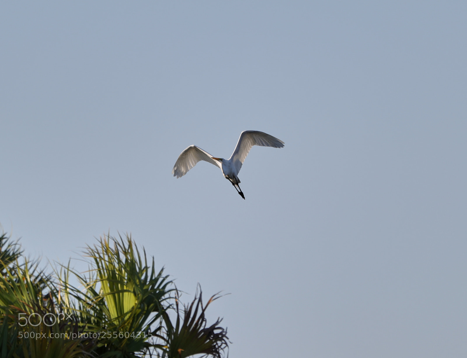 Canon EOS-1D X Mark II sample photo. 04-28-18-0015069.jpg photography