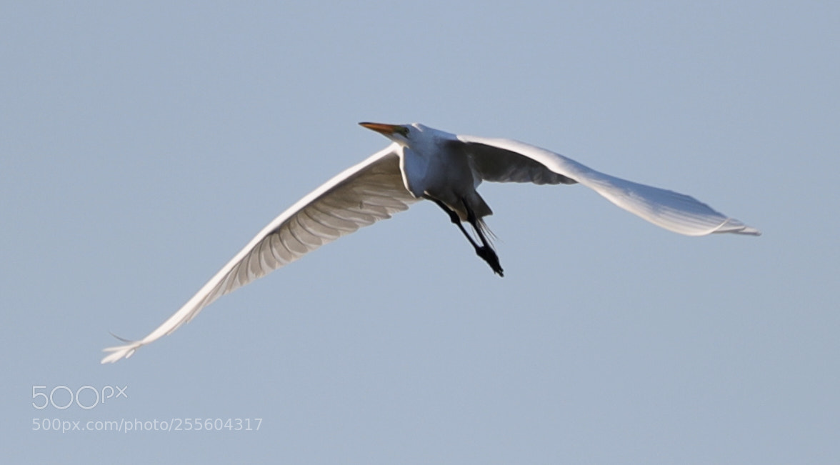Canon EOS-1D X Mark II sample photo. 04-28-18-0015068 1.jpg photography