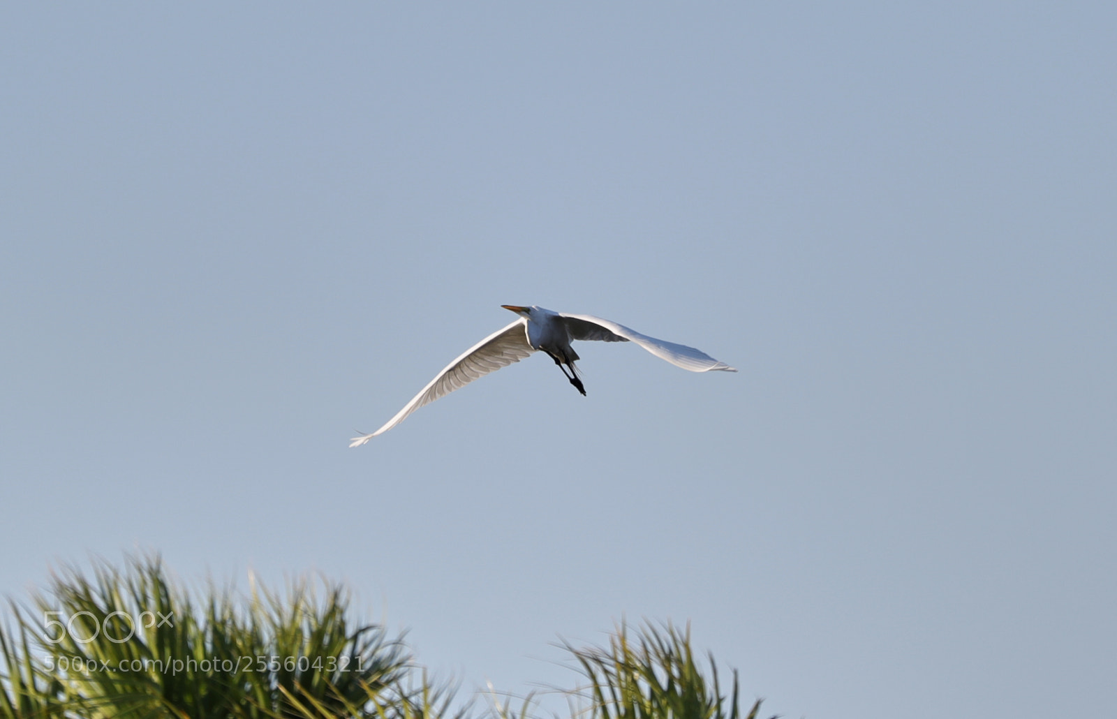 Canon EOS-1D X Mark II sample photo. 04-28-18-0015068.jpg photography