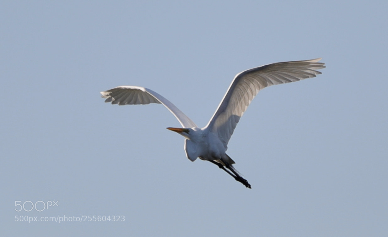 Canon EOS-1D X Mark II sample photo. 04-28-18-0015067 1.jpg photography