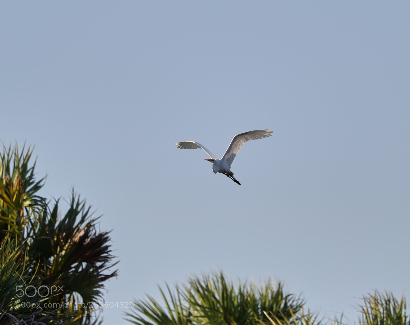 Canon EOS-1D X Mark II sample photo. 04-28-18-0015067.jpg photography
