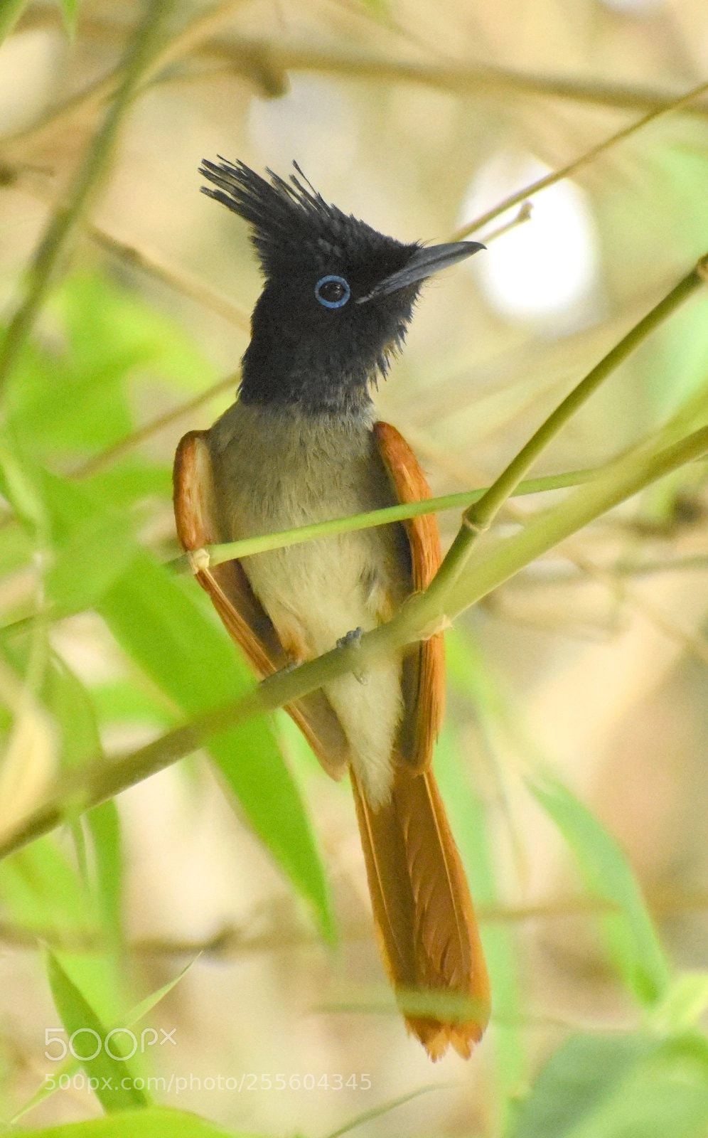 Nikon D7200 sample photo. Paradise flycatcher photography
