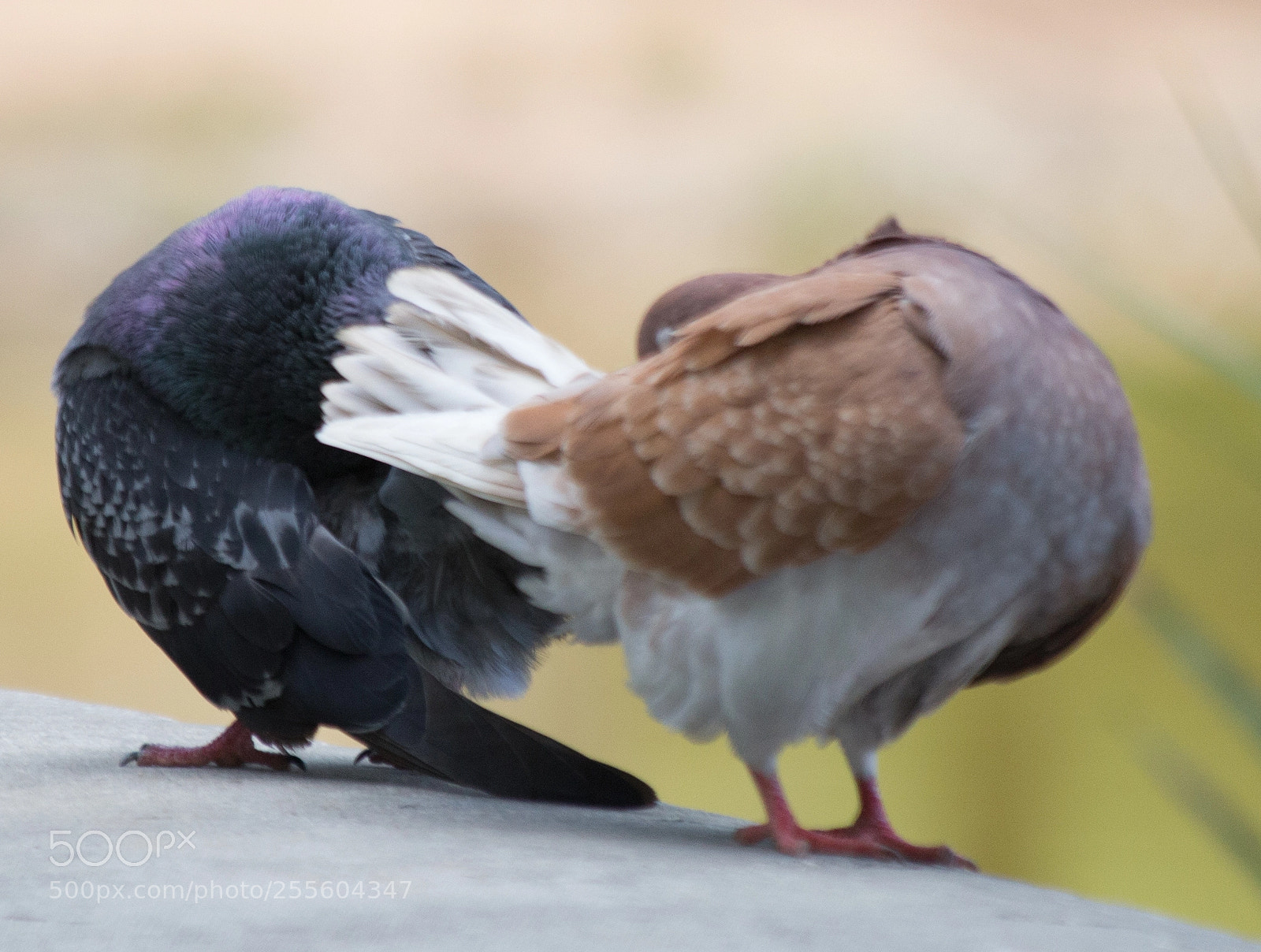 Canon EOS 6D sample photo. Love photography