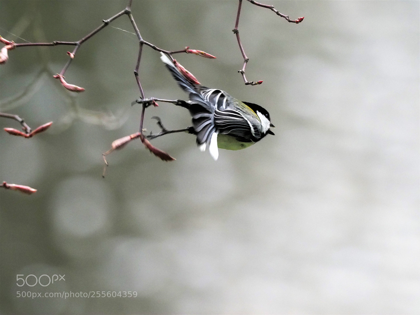 Olympus OM-D E-M1 Mark II sample photo. Parus major photography