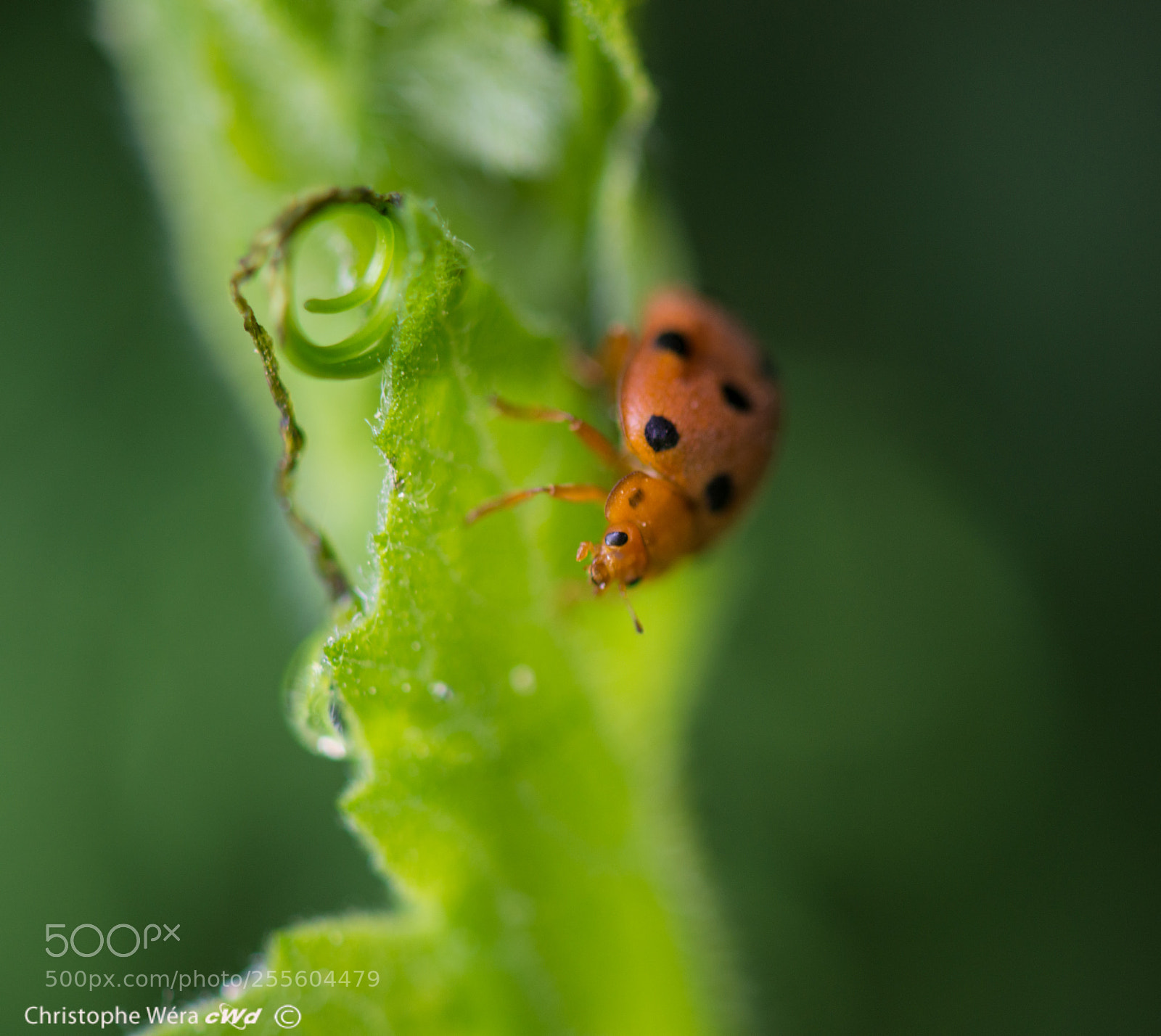 Nikon D800 sample photo. "lady bird " photography