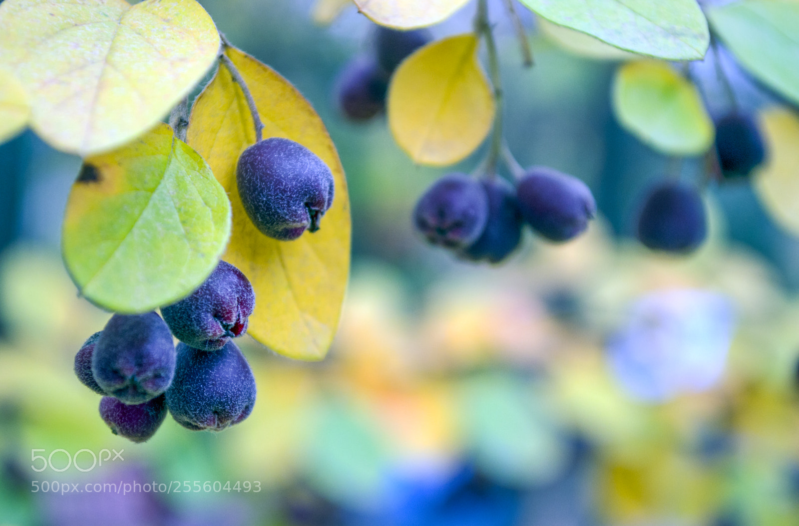 Nikon D3100 sample photo. Autumn branch with yellow photography