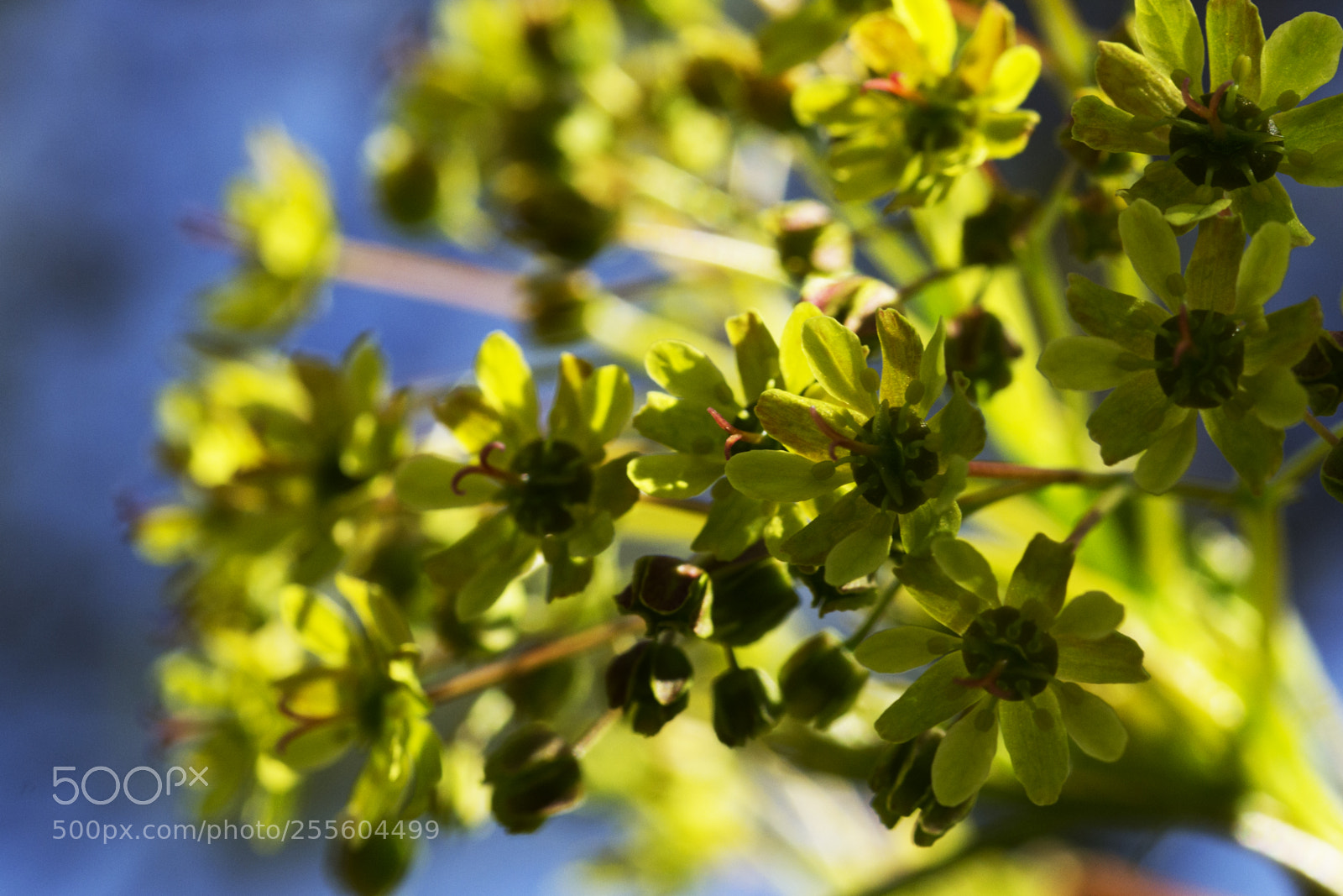 Nikon D3100 sample photo. Beautiful nature details photography