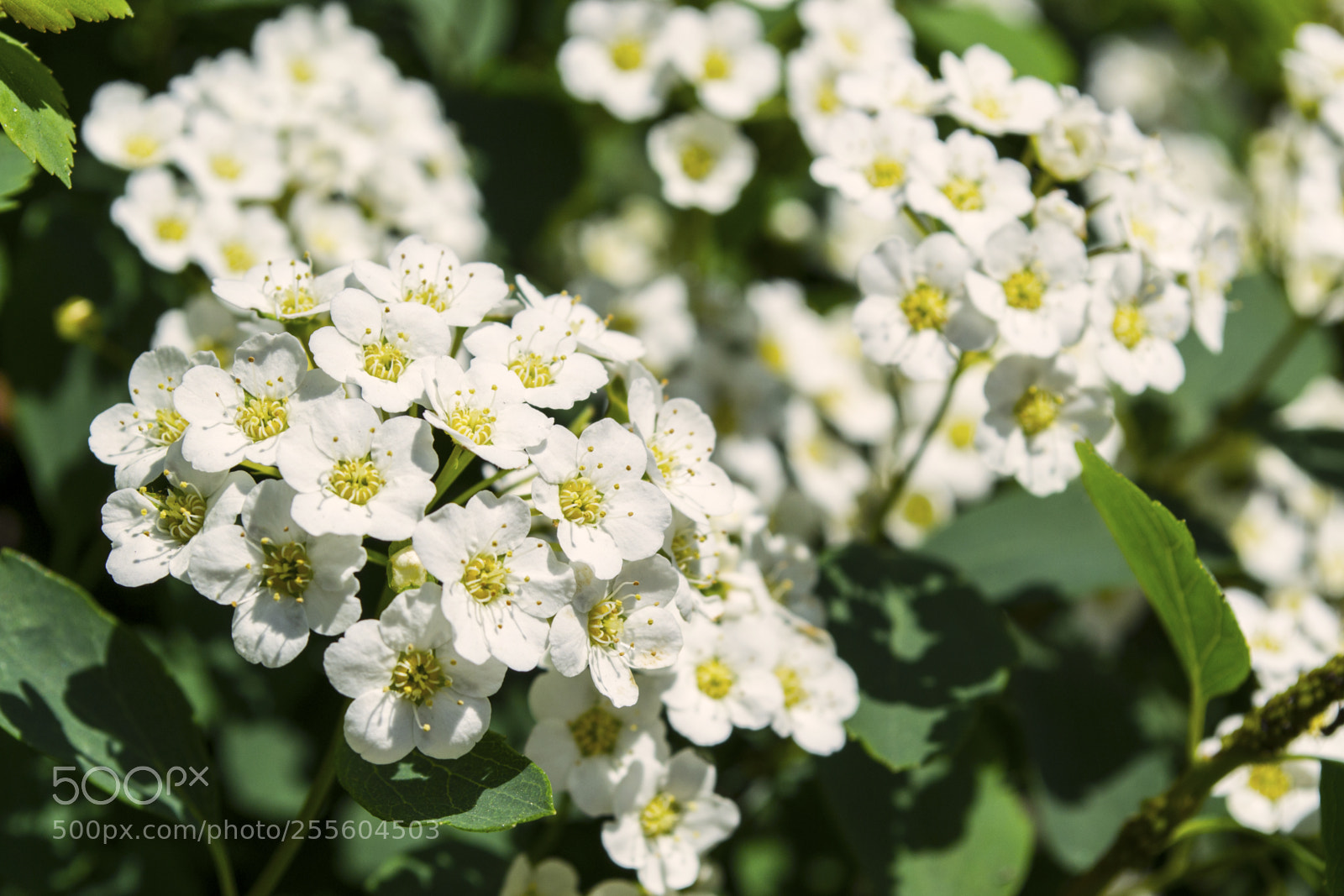 Nikon D3100 sample photo. Blossomed white spiraea shrub photography