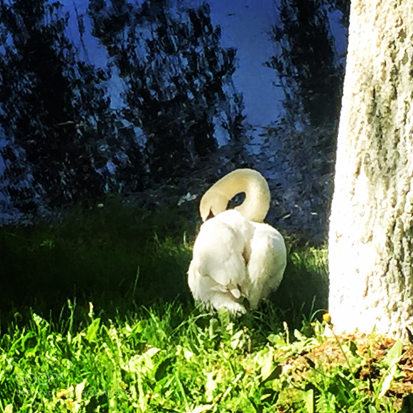 Apple iPhone 6 sample photo. Untitled photography