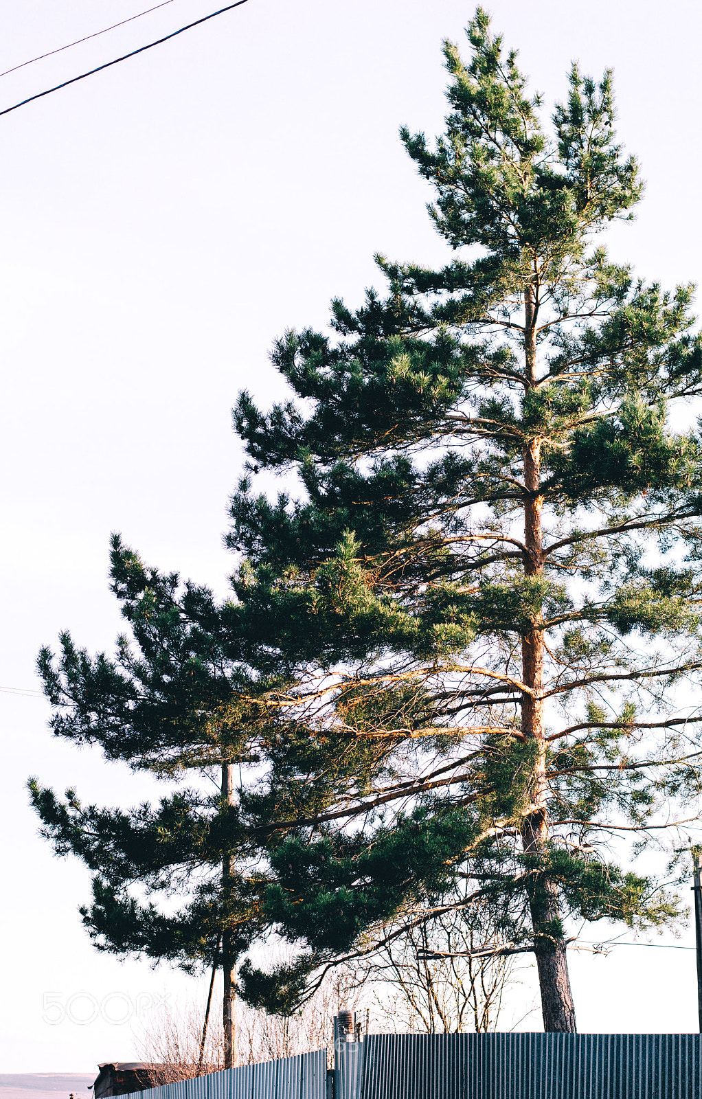 Nikon D5300 sample photo. Pine tree photography