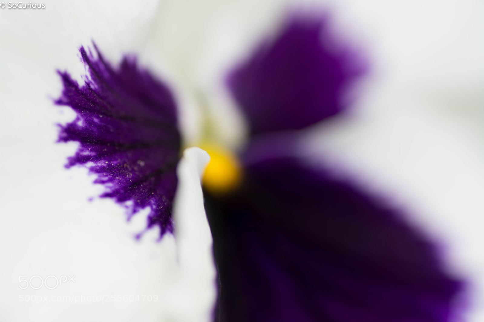 Nikon D7100 sample photo. Flower pensée photography