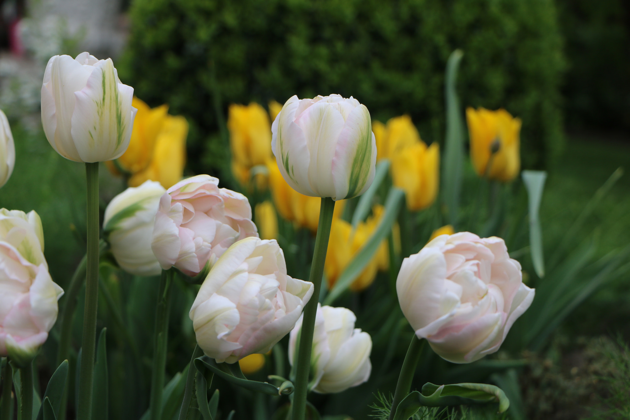 Canon EOS 760D (EOS Rebel T6s / EOS 8000D) sample photo. Calices photography