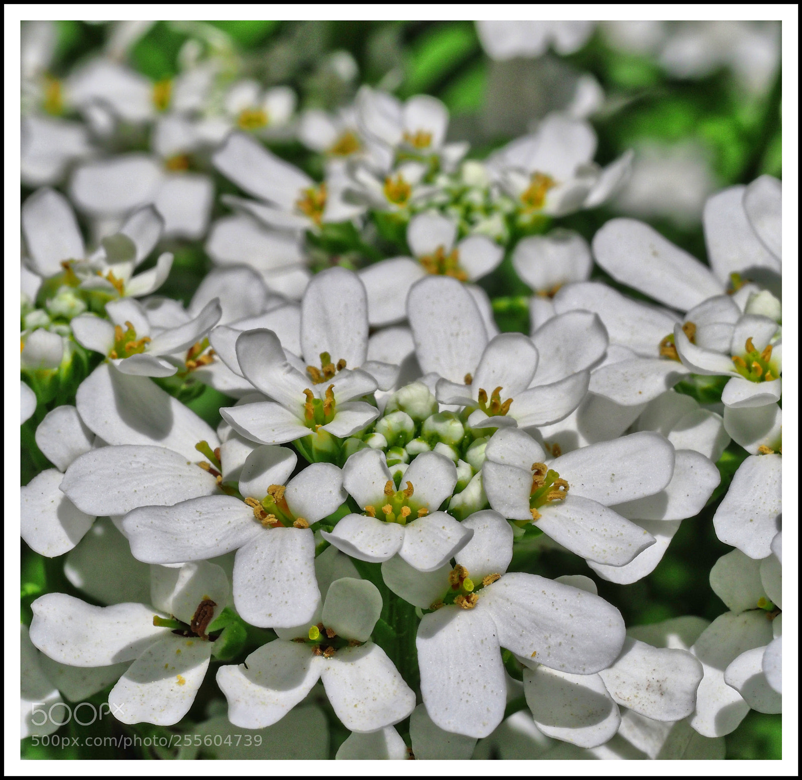 Olympus OM-D E-M1 Mark II sample photo. B l t e photography