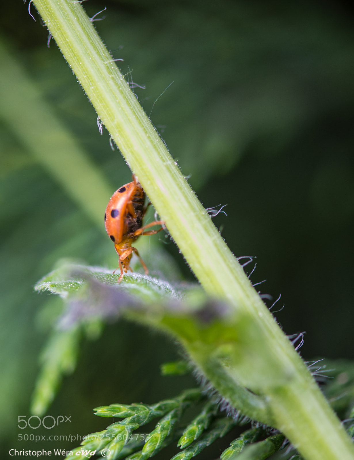 Nikon D800 sample photo. "lady bird " step down photography