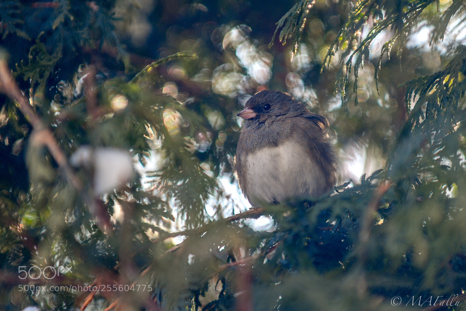 Nikon D500 sample photo. Joncos - junco photography