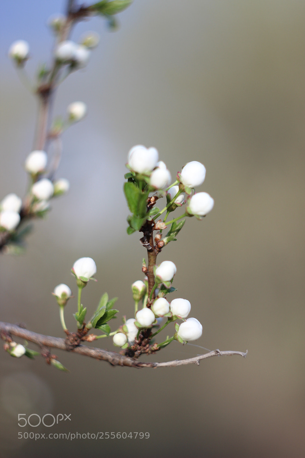 Canon EOS 600D (Rebel EOS T3i / EOS Kiss X5) sample photo. The coming spring photography