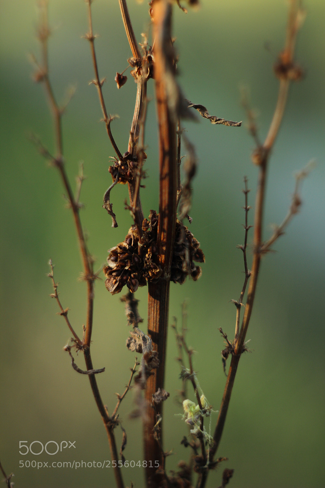 Canon EOS 600D (Rebel EOS T3i / EOS Kiss X5) sample photo. Dry plant photography