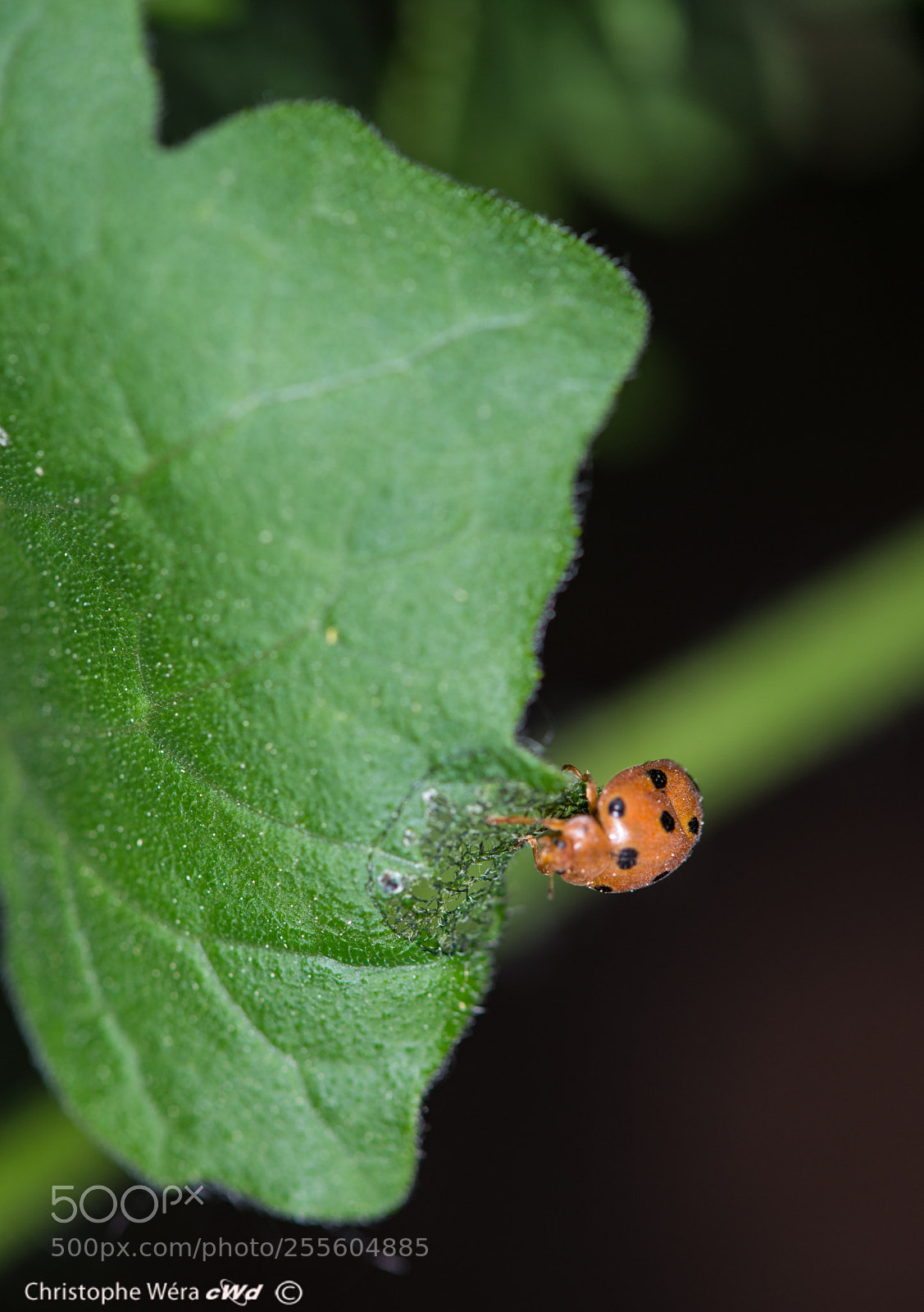 Nikon D800 sample photo. "lady bird " under photography