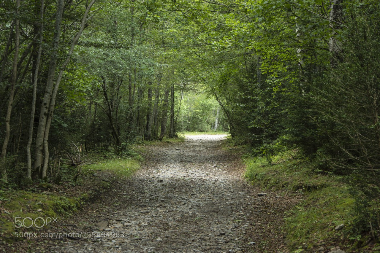 Nikon D7200 sample photo. Tunel photography