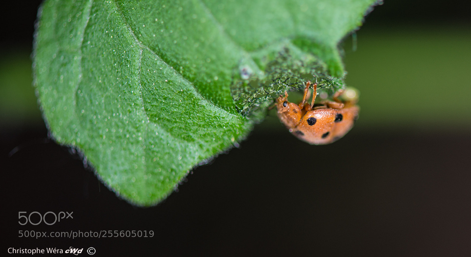 Nikon D800 sample photo. "lady bird " under leaf photography