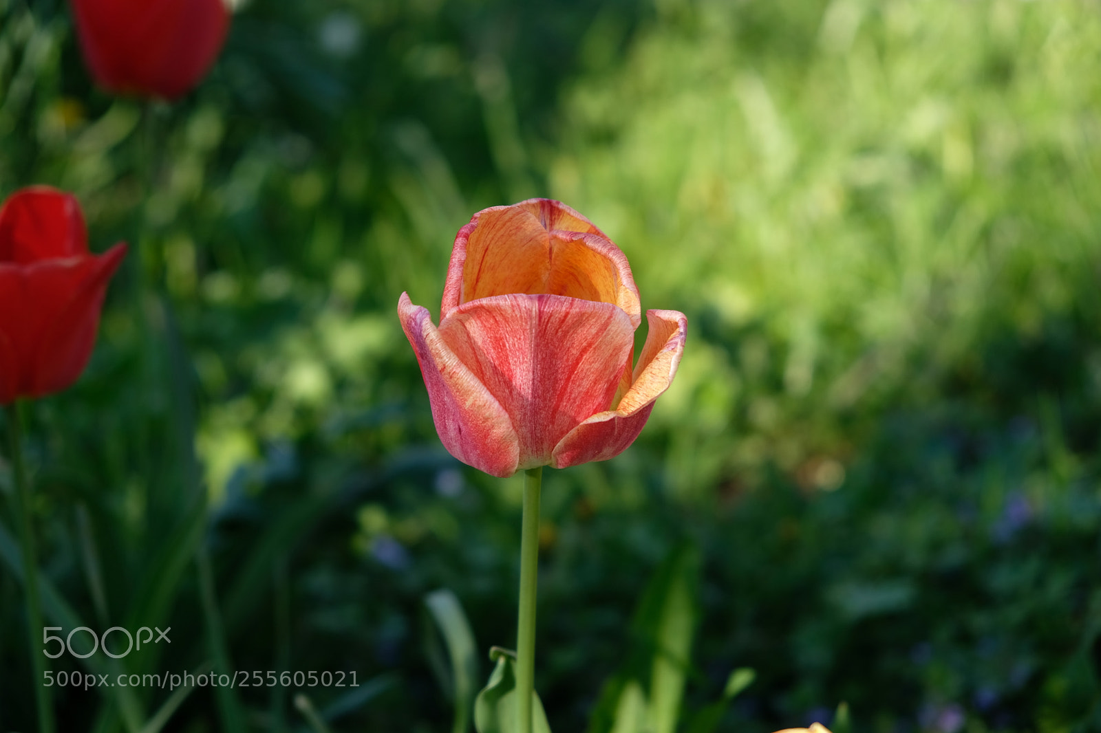 Fujifilm X-E3 sample photo. Pink photography