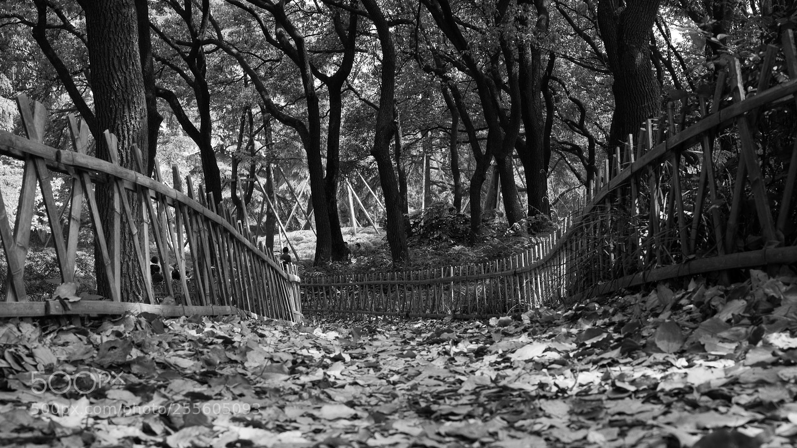 Sony a7 sample photo. Untitled photography