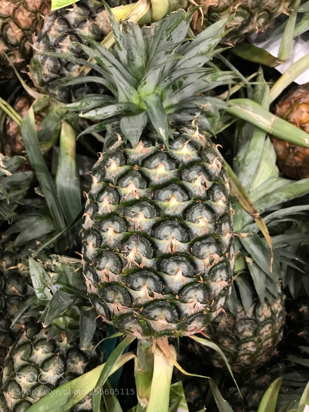 Apple iPhone 7 Plus sample photo. Pineapple  photography