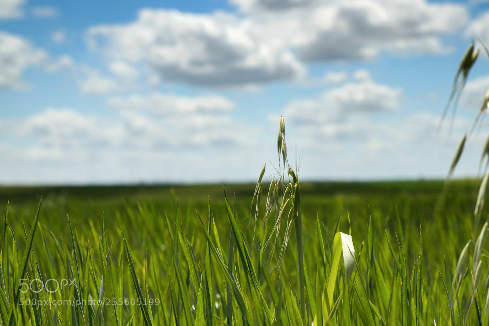 Sony Alpha a3000 sample photo. Spring photography